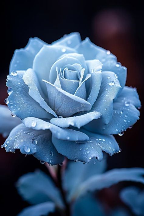 Close up of a beautiful blue rose elegantly bathed in the enchanting light of the moon royalty free stock photos Moon High Quality, Moon Close Up, Blue Rose, Beautiful Blue, Free Stock Photos, The Moon, Close Up, Photo Image, Royalty Free Stock Photos