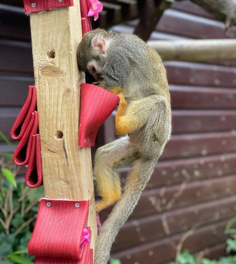 Monkey Enrichment Ideas, Primate Enrichment Ideas, Enrichment For Zoo Animals, Zoo Animal Enrichment, Zoo Enrichment Ideas, Animal Enrichment Ideas, Lemur Enrichment, Monkey Enrichment, Monkey Enclosure