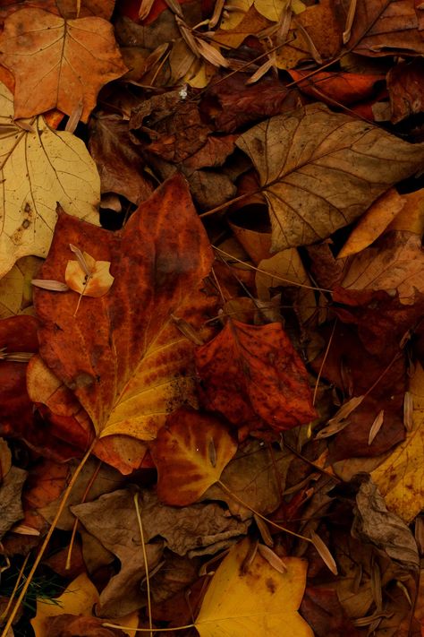 Free Vancouver Image on Unsplash Red Leaves Aesthetic, Autumn Leaf Aesthetic, Rust Aesthetic, Canada Leaf, Skateboard Wallpaper, Leaf Pile, Desktop Wallpaper Fall, Leaves Aesthetic, Copper Fall