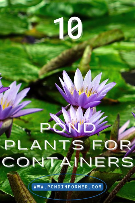 Find ten pond plants that are perfect for pots, patios, and tubs to bring the tranquility and beauty of water gardens into your little outdoor spaces. #WaterGardens #SmallSpaceGardening #Container Pond Plants Container Pond Plants, Container Fish Pond, Plants For Containers, Container Pond, Water Terrarium, Small Water Gardens, Container Water Gardens, Patio Pond, Succulent Garden Indoor