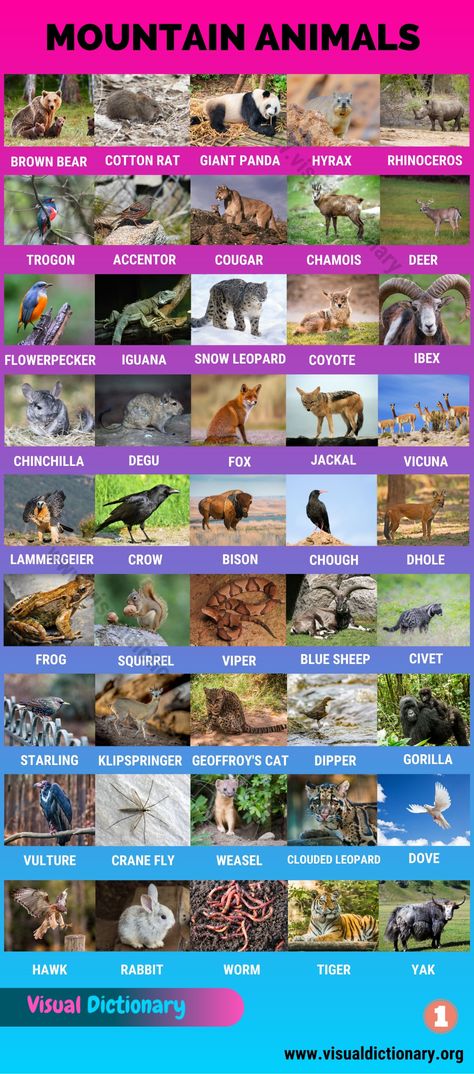 Mountain Animals: Big List of 115+ Names of Animals Live in the High Mountains - Visual Dictionary Animals Classification, Classification Of Animals, Names Of Animals, English Animals, Mountain Animals, Animals Name In English, Animal Infographic, Spectacled Bear, Animal Classification