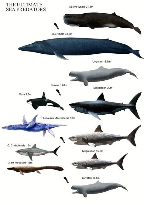 Que miedo Types Of Sharks, Marine Creatures, Ancient Animals, Underwater Creatures, Animal Groups, Extinct Animals, Prehistoric Creatures, Marine Mammals, Prehistoric Animals