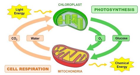 Photosynthesis vs Respiration | BioNinja Oxidative Phosphorylation, Cell Respiration, Photosynthesis And Cellular Respiration, Electron Transport Chain, What Is Energy, Chemical Energy, Organic Molecules, Cellular Respiration, Meaningful Artwork