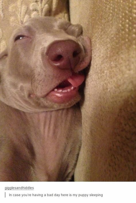 That's how I sleep Nap Meme, Sleeping Puppies, Tech Info, Puppies Funny, Pit Bulls, Vet Tech, Mans Best Friend, Real Women, Fun Stuff