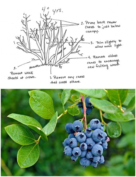 Everyday Self Sufficiency - If you've got a blueberry bush, February is the perfect time to prune it. Proper pruning is the key to harvesting buckets full of blueberries later this summer. Here's our step-by-step guide to correctly pruning blueberries. https://www.ruralsprout.com/prune-blueberry-bushes/ | Facebook Pruning Blueberry Bushes, Blueberry Gardening, Blueberry Bush, Self Sufficiency, Growing Blueberries, Blueberry Plant, Berry Bushes, Blueberry Bushes, Edible Garden