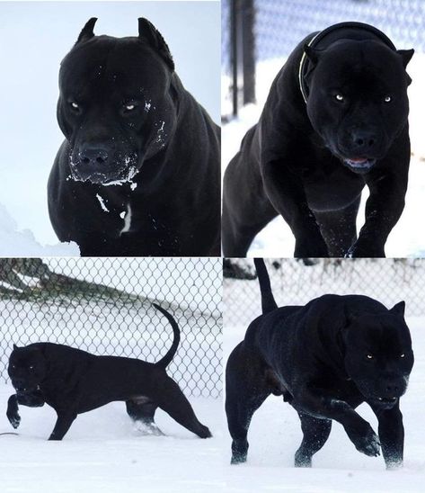 Black Pitbull <3 | Black pitbull, Pitbull dog, Big dogs Black Pitbull Dog, All Black Pitbull, Black Pitbull Puppies, Pitbull Blue, Black Doberman, Black Pitbull, Guardian Dog, Caucasian Shepherd, Bully Breeds Dogs