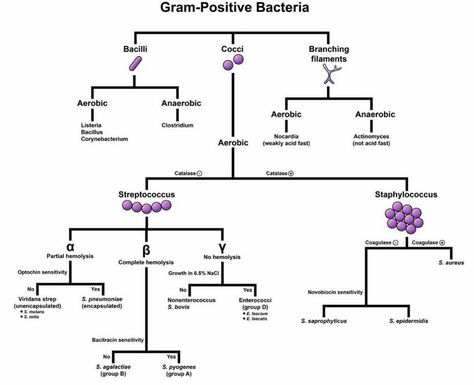 Medical Doctors Worldwide on Instagram: “Learning about classification of gram-positive bacteria #medical #microbiology #biology #medicalstudent #doctor #medicalschool” Medical Microbiology, Medical Laboratory Science Student, Microbiology Study, Medical Laboratory Technician, Microbiology Lab, Medical Videos, Medical Laboratory Science, Chemistry Lessons, Medical School Studying