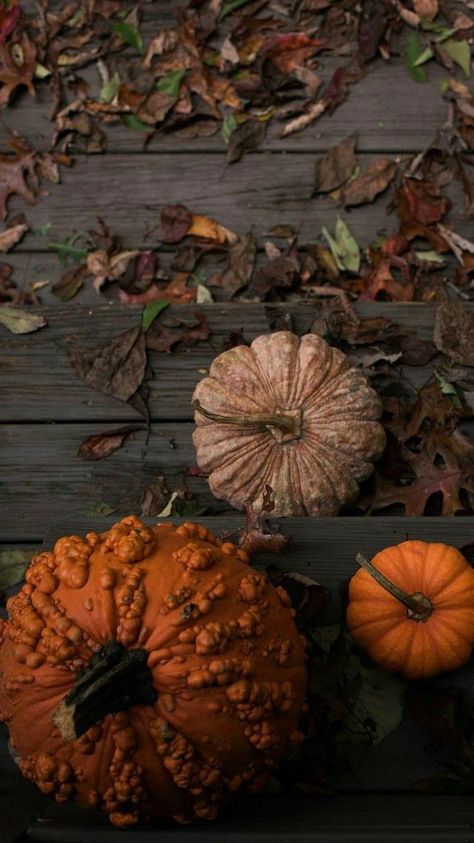 October Wallpaper, Minimalist Halloween, Halloween Symbols, Autumn Magic, Fall Crafts Diy, Autumn Cozy, Autumn Aesthetic, Fall Wallpaper, Autumn Photography