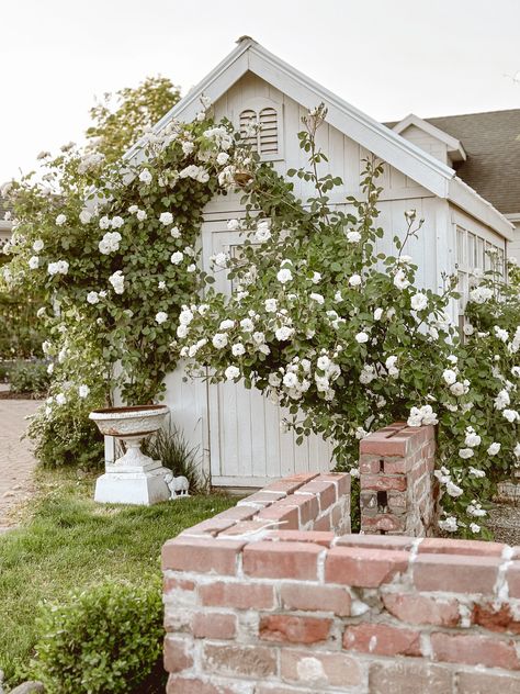 How we train our Climbing Roses - Cozy Cottage Garden French Cottage Landscaping, Rustic Garden Decor Ideas Backyards, Greenhouse Studio, Rosehill Cottage, White Climbing Roses, Cozy White Cottage, European Cottage, Liz Marie, Liz Marie Blog