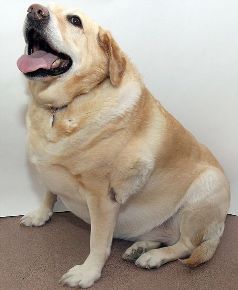 Its Pet Fit Club: Meet the fat cats, dumpy dogs and roly-poly rabbits vying to shift the lard and become the biggest animal loser Chubby Puppies, Fat Animals, Fat Dogs, Fit Club, Huge Dogs, Wolf Spirit Animal, Animal Help, Roly Poly, Big Animals