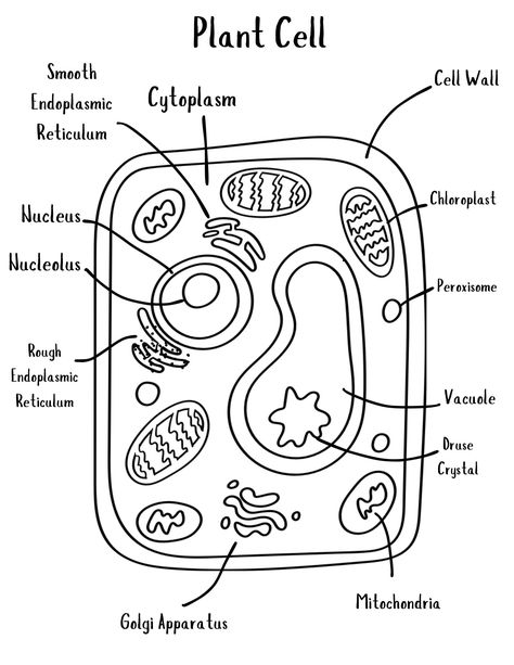 Plant Cell Organelles Printable | Biology Digital Download | Homeschool Curriculum  Printable coloring sheet to memorize plant cell organelles Animal Cell And Plant Cell Drawing, Plant Cell Under Microscope, Cell Specialization Notes, Biology Diagrams Ideas, Plant Cell Diagram Drawing, Plant And Animal Cell Drawing, Plant Cell And Animal Cell Diagram, Cell Organelles Diagram, Plant Cell Notes