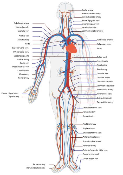 Human Circulatory System, Human Body Activities, Nursing School Essential, Medical School Life, Nursing School Motivation, Basic Anatomy And Physiology, Nurse Study Notes, Arteries And Veins, Nursing Student Tips