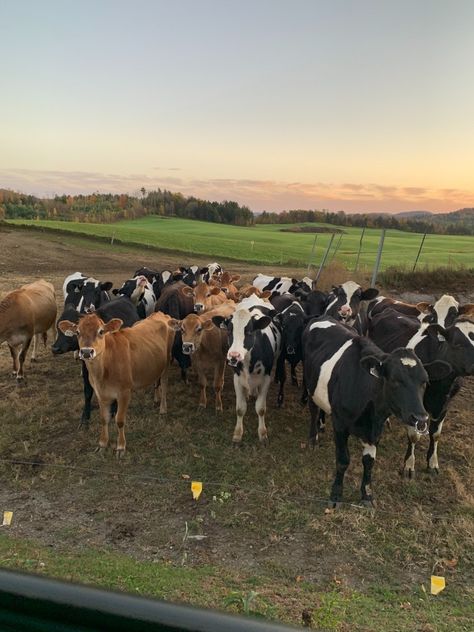 Herd Of Cows, Farm Lifestyle, Western Life, After Life, Winning The Lottery, Cute Cows, Future Life, Cuteness Overload, Farm Life