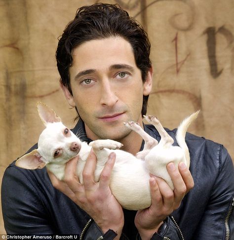 Anjing Chihuahua, Adrian Brody, Chihuahua Names, Celebrity Dogs, Adrien Brody, Famous Dogs, Cute Chihuahua, Pet Photographer, Chihuahua Love