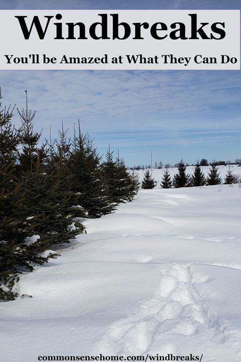 Windbreak Trees, Autumn Olive, Soil Conservation, Wind Blocking, Backyard Layout, Wind Break, Farm Layout, Large Yard, Wildlife Habitat