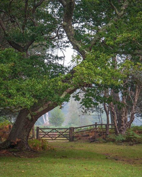 *🇬🇧 Misty day (New Forest National Park, Hampshire, England, UK) by Ariel Kozak (@ariel_a_k) • Instagram 🌳 Nov-20-2021 New Forest England, Hampshire House, Cosy Aesthetic, Uk Landscapes, Hampshire England, Forest Core, Art Pics, Misty Forest, Like Art