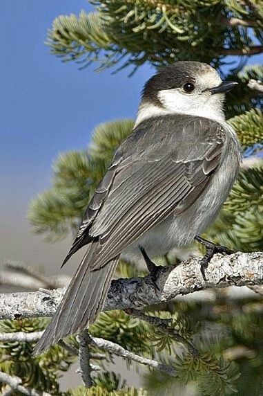 Gray Jay, Small Mammals, Boreal Forest, The Rocky Mountains, Arthropods, Tree Line, Rodents, In Flight, Bird Species