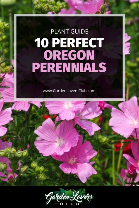 Oregon homeowners may want to consider these 10 perennials.  Some perennials grow great in Oregon, and they will make your landscaping beautiful with very little care. They will come back every year. It is easier to care for perennials in most cases, and you also will not have to plant them again next year, which can be a great way to save money. Native Oregon Landscaping, Oregon Yard Landscaping, Oregon Flower Garden, Oregon Front Yard Landscaping, Native Oregon Plants, Oregon Native Plant Landscaping, Oregon Native Flowers, Pnw Yard Landscaping, Central Oregon Landscaping Ideas