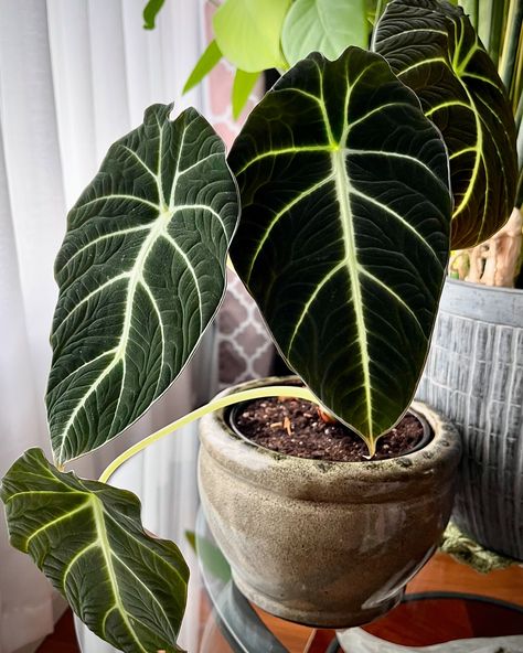 This Black Velvet alocasia was falling out of its pot. I transferred it to a bigger one yesterday. I hope I didn’t stress it out too much. It was growing so well. #alocasia #blackvelvetalocasia #houseplants #plantmom Velvet Alocasia, Water Mist, Plant Mom, Black Velvet, Too Much, I Hope, Eco Friendly, Velvet, Canning