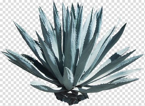 Tequila Plant, Tequila Agave, Tree Photoshop, Agave Azul, Panoramic Art, Mexico History, Mexican Flowers, Essential Oils Herbs, Blue Agave