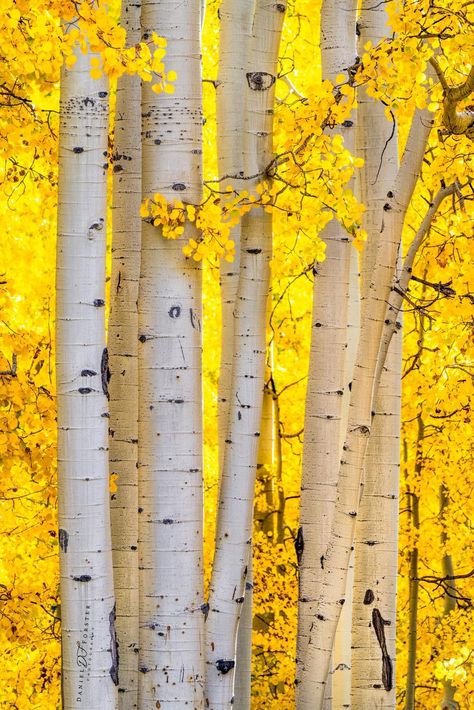 자작나무 그림, Aspen Forest, Aspen Leaves, Bright Morning, Bright Autumn, Psalm 1, Fall Canvas, Forest Photos, Aspen Trees