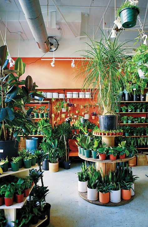 Plant Nursery Coffee Shop, Flower And Plant Shop, Plant Nursery Display Ideas, Plant Displays Retail, Plant Shop Display Ideas, Plant Market Display, Plant Shop Shelves, Plant Shop Ideas Inspiration, Small Plant Store Ideas