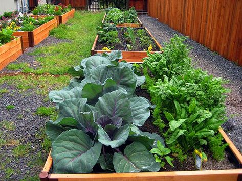 First Vegetable Garden, Fall Vegetable Garden, Summer Crops, California Fall, Winter Vegetables Gardening, Growing Grass, Sustainable Gardening, Garden Layout Vegetable, Planting Pots