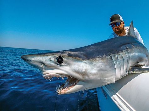 Shark Sign, Shark Images, Shark Photos, How To Fish, Rare Fish, Shark Pictures, Big Shark, Mako Shark, Bull Shark