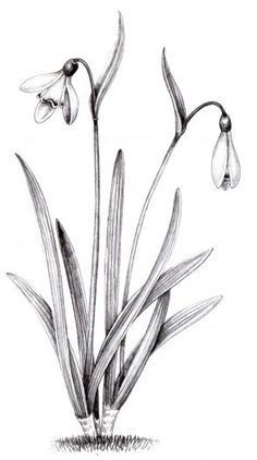 Snow Drops Flowers, Flower Tattoo Drawings, Skeleton Hand Tattoo, Simple Line Drawings, Flower Sketches, Botanical Drawings, Ink Illustrations, Pen Drawing, Tattoo Sketches