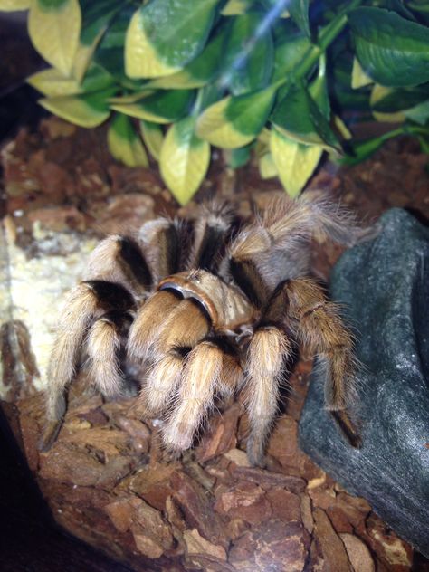 My new adult female "Arizona Blonde" Trantula, *{HOPE}* ❤️ Arizona Blonde Tarantula, Spider Pinata, Pretty Spiders, Spiders Wallpaper, Pet Tarantula, Wolf Spider, Creepy Photos, Jumping Spider, Human Babies