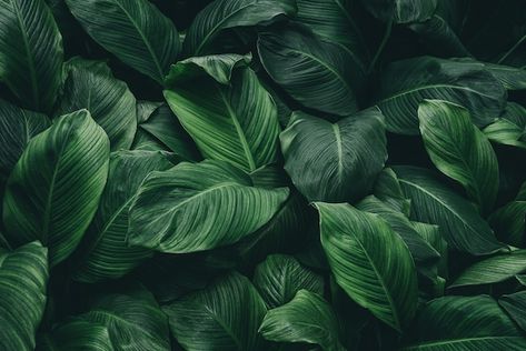 Green Leaf Wallpaper, Desktop Background Pictures, Plant Background, Aesthetic Light, Wallpaper Green, Plant Wallpaper, Plant Aesthetic, Leaf Background, Leaf Wallpaper