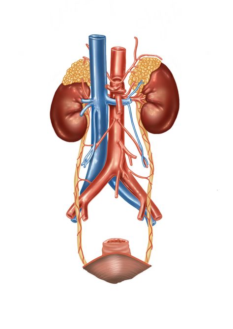 Ureters Anatomy, Urinary System Drawing, Urinary System Anatomy, The Urinary System, Excretory System, Human Body Organs, Medical Stickers, Urinary System, Medical Pictures