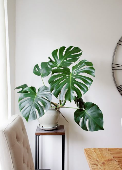 Get Pricey Houseplants For Free Part 2: Monstera Deliciosa | BAY ON A BUDGET Low Maintenance Indoor Plants, Tanaman Indoor, نباتات منزلية, Desain Lanskap, Plant Photos, Decoration Plante, Plant Decor Indoor, Interior Plants, Plant Aesthetic