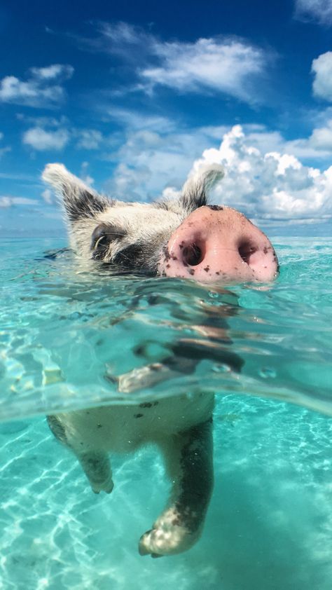 The Bahamas are the perfect place to escape winter's chill and dive into Bahamian magic with these adorable aquatic buddies! Photo by Nejron Photo | Adobe Stock Pig Island Bahamas, Pig Beach Bahamas, Exuma Pigs, Bahamas Pigs, Pig Island, Pig Beach, Vegan Guide, Bahamas Travel, Bahamas Vacation