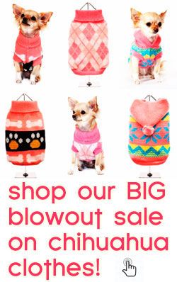 shop our big sale on chihuahua clothes! click here! Clothes For Chihuahuas, Teacup Chihuahua Clothes, Glut Workout, Pig Treats, Apple Head Chihuahua, Blue Chihuahua, Chihuahua Sweater, Chihuahua Breeds, Chihuahua Owner