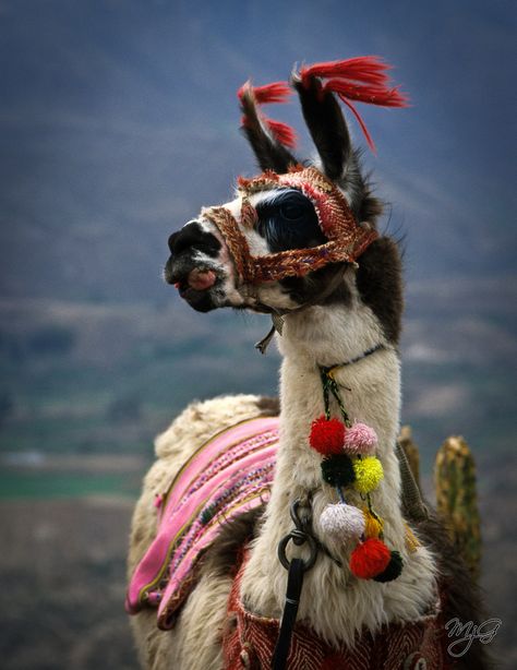 https://flic.kr/p/bsexWM | Llama | This llama was posing for photos near the Colca Canyon in Peru. Llama Drama, Llama Alpaca, Animal Tattoos, Animals Friends, Beautiful Creatures, Headdress, Animal Kingdom, Llama, Animals Beautiful