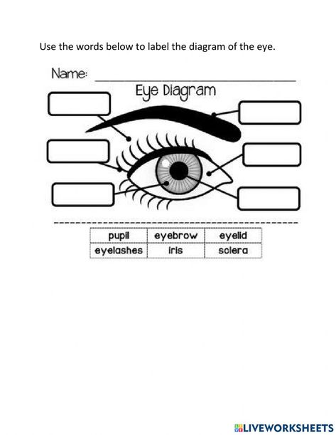 Parts Of The Eyes Grade 3, Parts Of The Eyes Worksheet, Worksheet First Grade, Diagram Of The Eye, Parts Of An Eye, Third Grade Homeschool, Eye Parts, Parts Of The Eye, Matching Worksheets