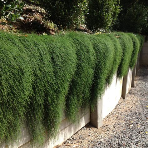 Cousin It Retaining Wall, Cousin It Plant, Terraced Landscape, Cousin It, Trough Planter, Coastal Garden, Australian Native Garden, Dry Garden, Australian Plants