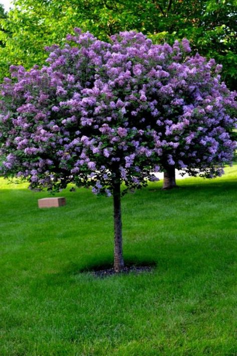 The most beautiful trees for a truly spectacular yard and garden | My desired home Landscaping Trees, Lilac Tree, Desain Lanskap, Easy Landscaping, Landscape Designs, Have Inspiration, The Secret Garden, Front Yard Landscaping Design, Garden Trees