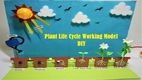 plant life cycle working model(seed germination) science project | DIY  @howtofunda ​ Preschool Life Cycle Activities, Seed Germination For Kids, Plant Life Cycle Project, Plant Life Cycle Craft, Plants Life Cycle Activities, Life Cycle Craft, School Science Projects, Planting For Kids, Working Model