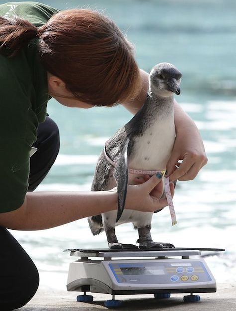 Zoo Veterinarian, Vet Medicine, Wildlife Biologist, Zoo Keeper, Vet School, Vet Med, London Zoo, In The Zoo, Marine Biologist