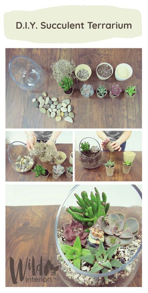 Love succulents? This 7 step succulent terrarium is a great D.I.Y for you to try! How To Make A Succulent Terrarium, Succulent Terrarium Diy, Homemade Terrarium, Succulent Fairy Garden, Mini Succulent Garden, Succulents In Glass, Build A Terrarium, Indoor Planting, Diy Dorm