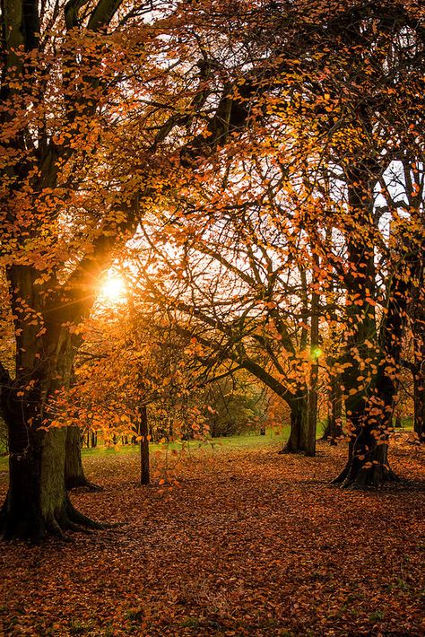 Autumn Sun  (c) Alistair Beavis 2014 Autmn Leaves, Autumn Sun, Autumn Magic, Autumn Foliage, Autumn Scenes, Autumn Scenery, Autumn Cozy, Autumn Beauty, Fall Pictures