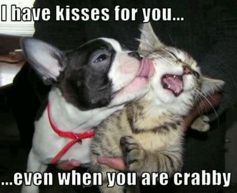 Crabby cat Funny Dog Pictures, Dog Memes, Dog Stuff, Bones Funny, Animals Friends, Crazy Cats, Dog Pictures, Funny Cute, A Cat