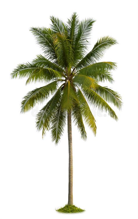 Palm Tree White Background, Coconut Tree Wallpaper, Tree Plan Photoshop, Coconut Background, Coconut Tree Png, Palm Tree Coconut, Palm Tree Images, Palm Tree Drawing, Lukisan Lanskap