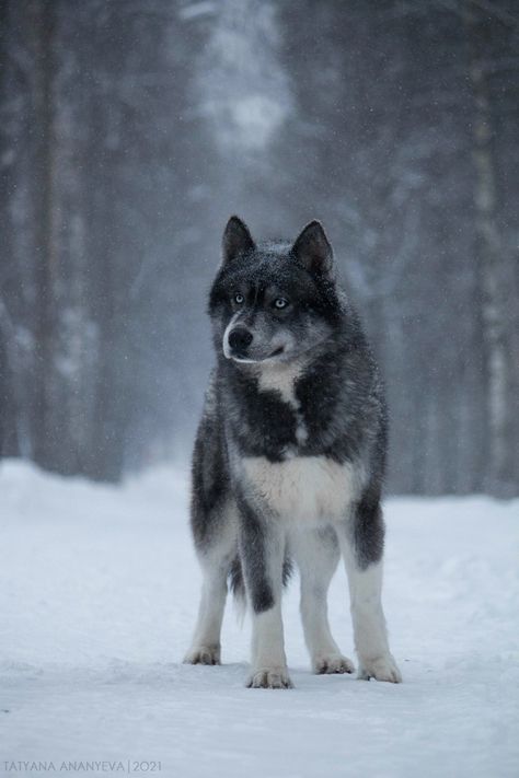 Siberian Husky Photography, Siberian Women, Agouti Siberian Husky, Dog Bee Sting, Wolf Facts, Grey Husky, Black Siberian Husky, Agouti Husky, Fluffy Husky