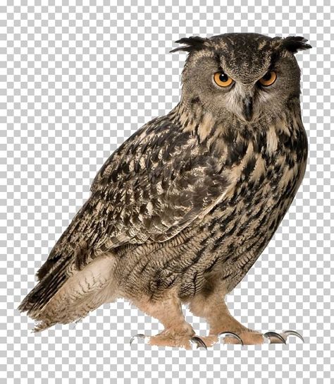 Owl Pics, Bird Png, Eurasian Eagle Owl, Owl Png, Hawk Bird, Bird Barn, Barn Owls, Owl Images, Eagle Owl