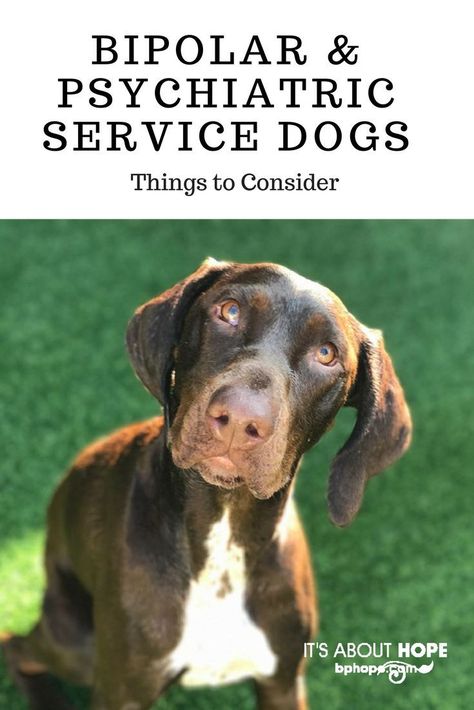 Psychiatric Service Dog, Psychiatric Services, Service Dogs Gear, Service Dog Training, Training Dogs, Emotional Support Dog, Dog Training Classes, Support Dog, Dog Training Advice