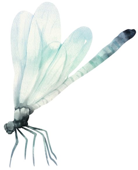 Dragonfly Watercolor, Watercolor Dragonfly, Painted Clothes, Watercolor Illustration, Free Png, Png Images, Transparent Background, Template Design, Vector Free