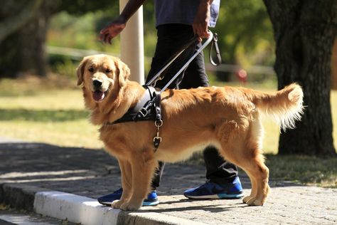 Guide Dog Aesthetic, Guide Dogs For The Blind, Trainer Aesthetic, Orientation And Mobility, Rottweiler Dog Puppy, Rottweiler Dogs, Dog Rottweiler, White Cane, Dog Training School